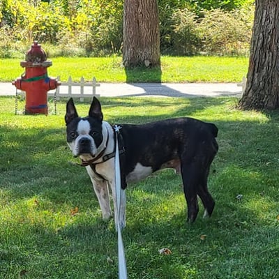 Boston terrier standing in front of a red fire hydrant