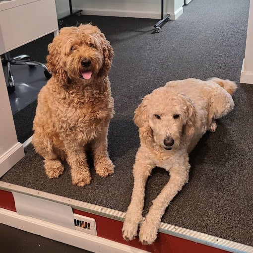 Two dogs during drop-in visit