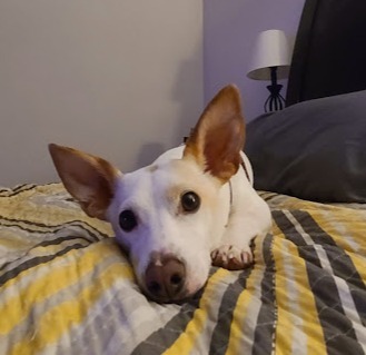 Dog relaxing on couch during drop-in visit