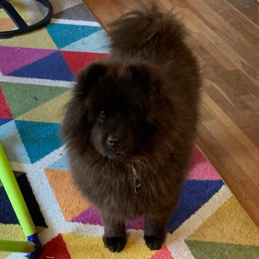 Chow Chow during boarding