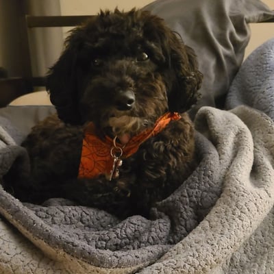 Dog bundled in a blanket during overnight stay Dog bundled in a blanket during overnight stay