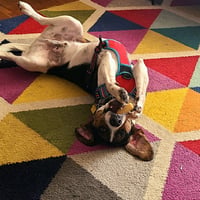 A dog chewing on a bone upside down during daycare