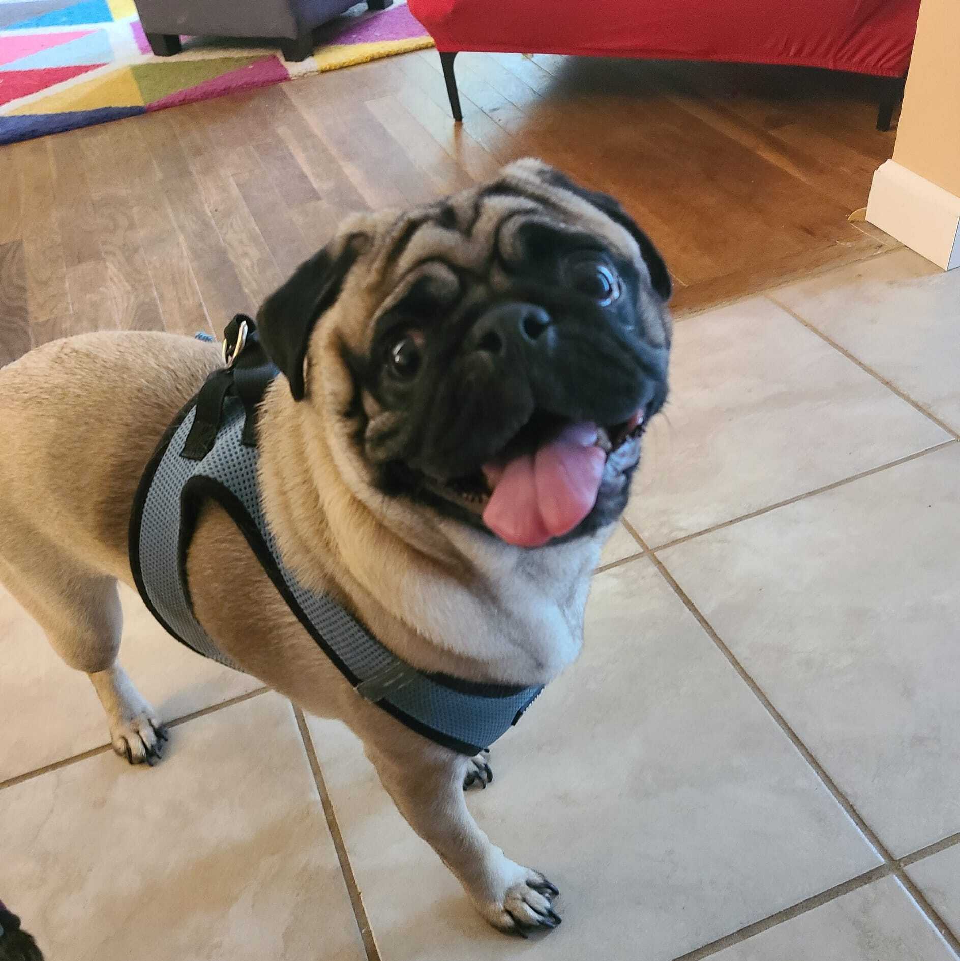 Happy Pug during daycare