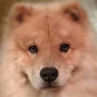 A Chow Chow dog looking at the camera