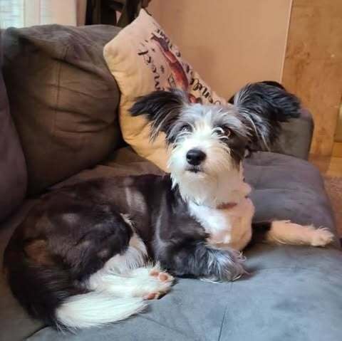 Dog relaxing on couch during boarding