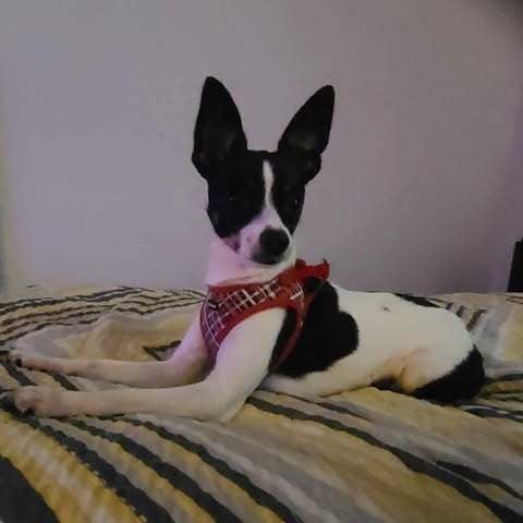 Dog relaxing on bed during boarding