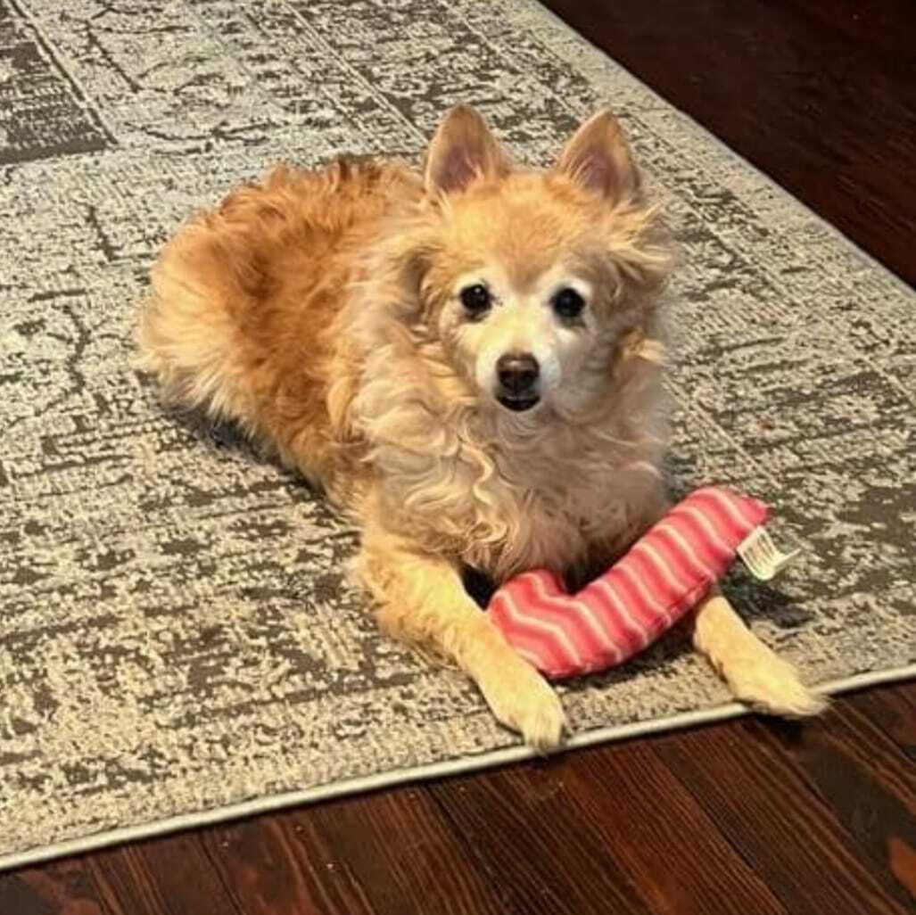 “Senior dog relaxing during home boarding