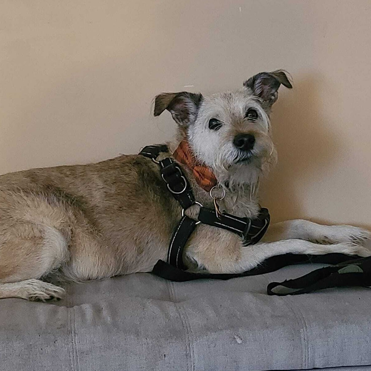 Senior dog relaxing during daycare”