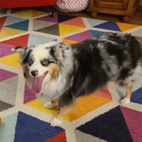 a happy boarding dog