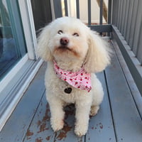 A heppy drop-in dog