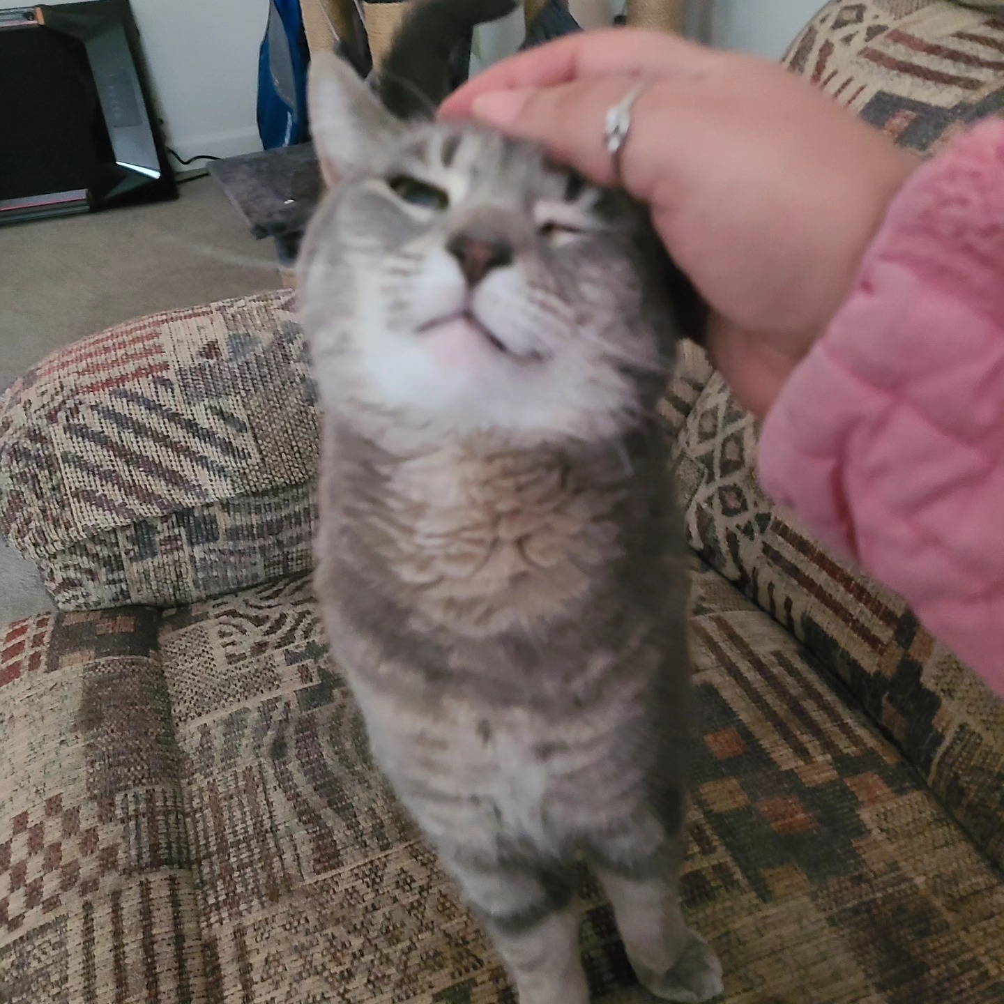 Angela petting a cat during a drop-in visit