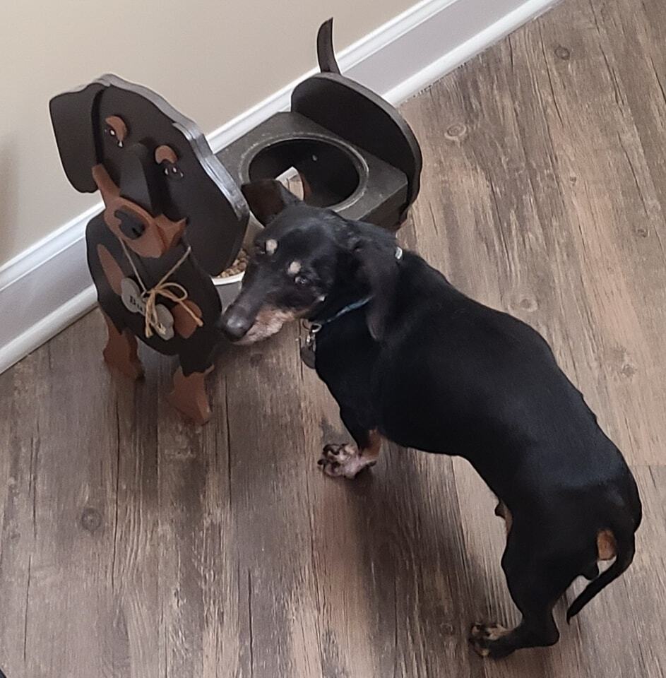 Senior, Anxious dog eating during drop-in visit