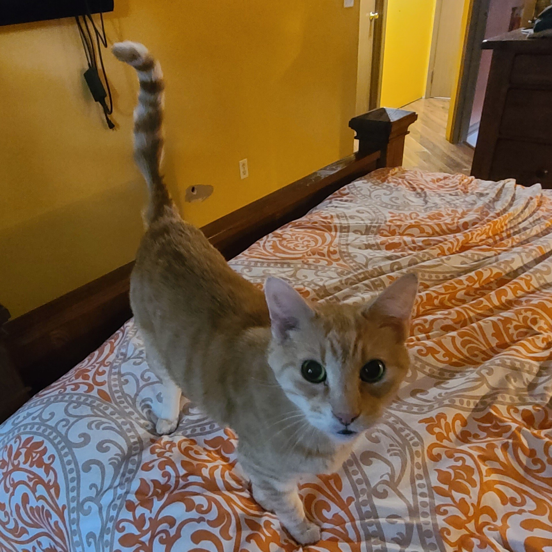 Cat during drop-in visit
