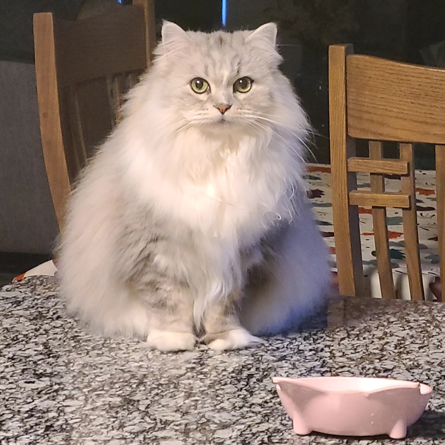 Fluffy cat during drop-in visit
