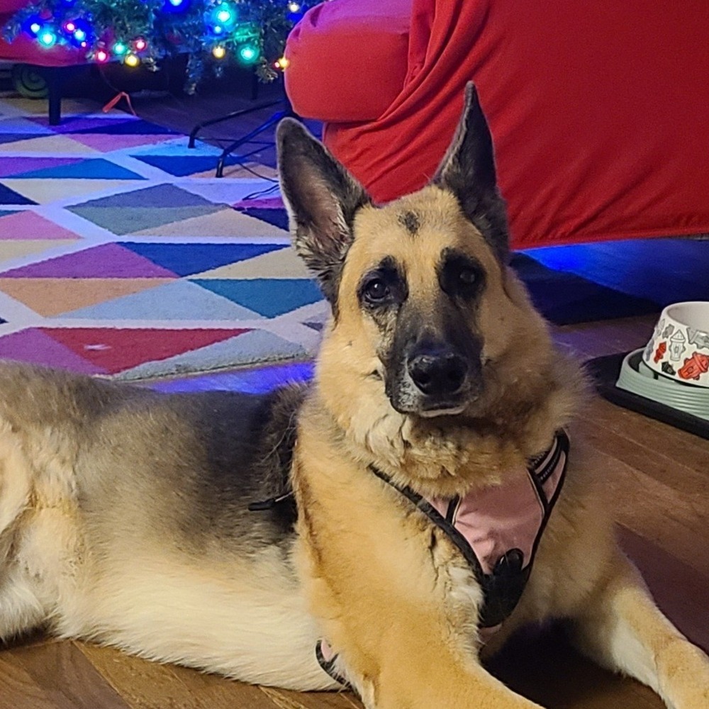 German Shepard laying on the floor during boarding
