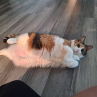 A laying cat during a drop-in visit