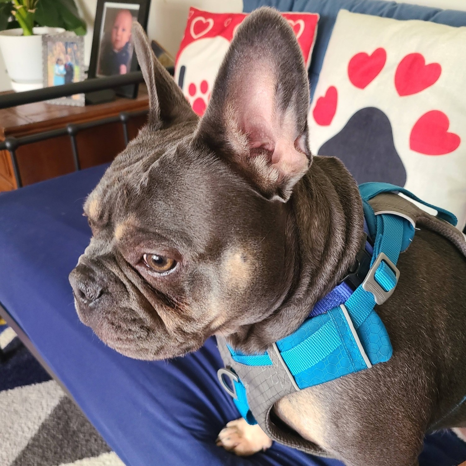 Frenchie looking out the window