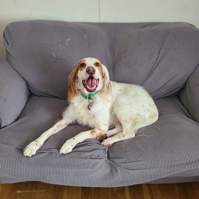 English setter sitting on the couch with a happy face during boarding English setter sitting on the couch with a happy face during boarding