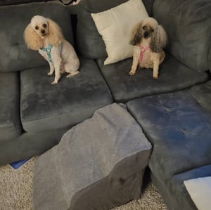 Senior dogs on couch during boarding Senior dogs on couch during boarding