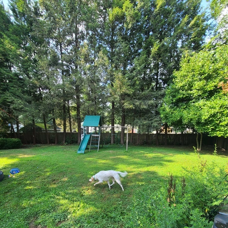Dog daycare in fenced backyard