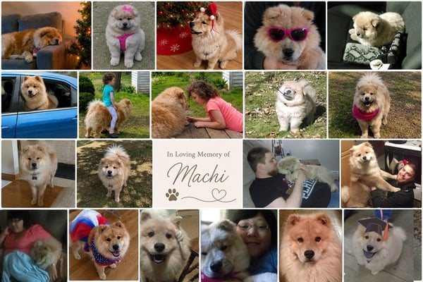 A collage of photos from our dog Machi's life