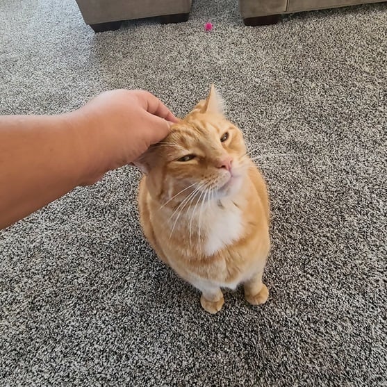Happy kitty during drop-in visit