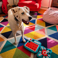Doggy Daycare enrichment play Madison Ohio 