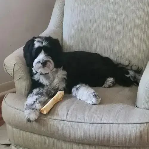 Senior dog relaxing on a chair during drop-in visit
