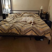 Dog Overnight Boarding in bed Madison Ohio