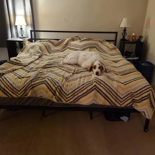 dog sleeping on a bed during overnight stay